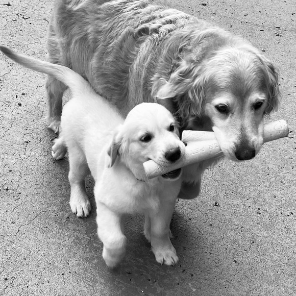 Meet your Posher, Aubrey - Picture 8 of 8